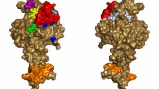 Difference Between Monoclonal Antibodies and Polyclonal Antibodies [upl. by Dloniger]