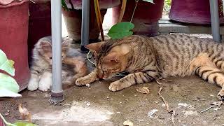 Funny Kittens  furry Friends Fun Fest  CatVideos2024 😸😸 [upl. by Meggs]