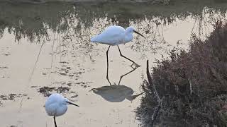 20241109 Naravni rezervat ŠKOCJANSKI ZATOK CICONIIFORMES Egretta garzetta MALA BELA ČAPLJA [upl. by Eidnar]