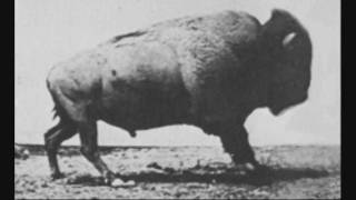 American Bison 1886 [upl. by Hayikat715]