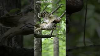 Mottled Wood Owl  Large Owls of India IThe call of a great horned owl [upl. by Thais]