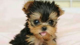 Newborn Mini Yorkie [upl. by Nodgnal825]