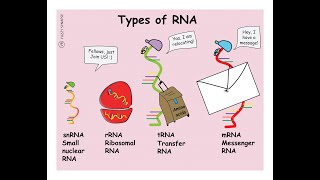 Notes on the Types of RNA amp their Functions Messenger transfer Ribosomal MicroRNA Small nuclear [upl. by Aidekal]