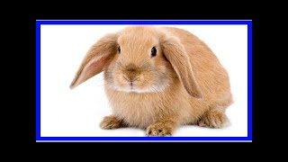 Different types of lop eared rabbits [upl. by Miksen697]