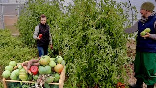 Weve Never Been Able to do THIS Before Best Homestead Investment Harvesting Tomatoes in October [upl. by Wadell294]