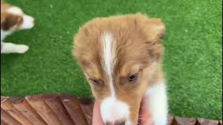 🐶 Australische herdershond 🐶 reu 🐶 PUP ID 006099610 🐶 [upl. by Kaliope]