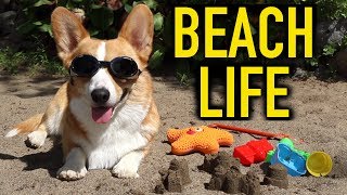 BEACH LIFE  Topi the Corgi [upl. by Eri]