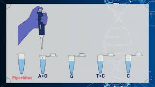 Maxam–Gilbert DNA Sequencing Method Animation [upl. by Ronel608]