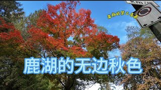 加拿大移民生活2024年秋温哥华本拿比鹿湖纯享版 [upl. by Alek]