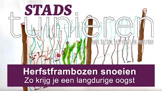 Stadstuinieren  Frambozen snoeien  voor een extra lange oogst moestuin [upl. by Ailekahs607]