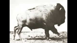 Bison Running by Eadweard Muybridge 1883 Buffalo Running [upl. by Santana376]