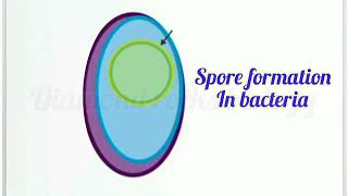 spores and cysts in bacteria  spore formation  spores animation vedio [upl. by Nemra]