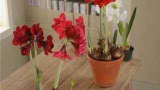 Home Garden  How to Plant Amaryllis [upl. by Kinata456]