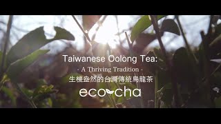 Taiwanese Oolong Tea A Thriving Tradition  EcoCha Teas [upl. by Dielu]