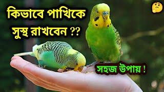 বাজরিগার পাখিকে সুস্থ রাখার উপায়  যত্ন ও পরিচর্যা বাজরিগার পাখি পালন  Pakhi Palon [upl. by Jenelle]