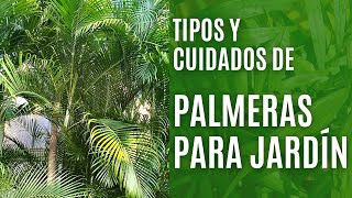 9 tipos de PALMERAS de jardín y sus cuidados [upl. by Ennairej]