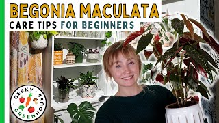 Caring for Begonia Maculata  Geeky Greenhouse [upl. by Eenot206]