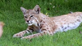 American Bobcat Acting Coy and Cute Rolling in the Grass in Reno Nevada Backyard  Red Lynx [upl. by Ema]