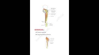 Sciatic nerve notes 📝 lowerlimb medicalconcepts28 [upl. by Auberon]