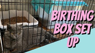 Set Up Your Cats BIRTHING BOX with me [upl. by Ayerhs]