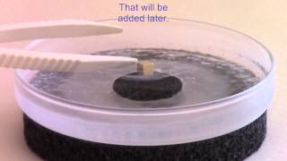 Superconductivity perfect diamagnetism and the Meissner effect [upl. by Sito557]