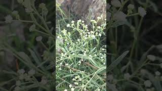 Parthenium hysterophorus flower Indian Telangana garlapadu Village nature life [upl. by Naahsar512]