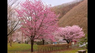 JG8K HDR 秋田 ベニヤマ自然パークの桜 AkitaSakura at Beniyama Park [upl. by Tabby]