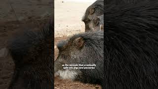 Fun Facts  WhiteLipped Peccaries [upl. by Eniron831]