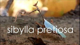 sibylla pretiosa Cryptic mantis [upl. by Gelhar]