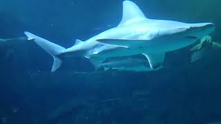 Is it worth your money An HONEST Review of The Shark Reef Aquarium at Mandalay Bay Las Vegas 7423 [upl. by Uke184]