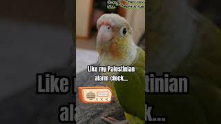 Palestinian Alarm Clock familyguy petergriffin quagmire parrot conure funny pet best bird [upl. by Hebe]