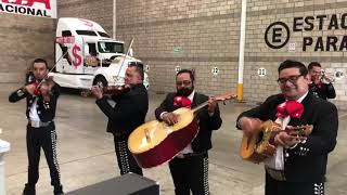 Siempre la negrita de mis pesares  Mariachi Tradición Tapatía [upl. by Gretchen358]