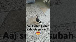 Aaj subah subah subah bht qeemti kabootr pakar li😍 birdsounds petfood pigeon shortvideo [upl. by Kailey382]