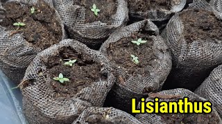 Growing Lisianthus from seed to sprout  Stepbystep [upl. by Bruyn]