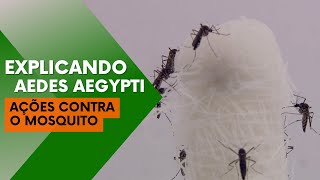 Explicando Aedes Aegypti Ações contra o mosquito [upl. by Retha]