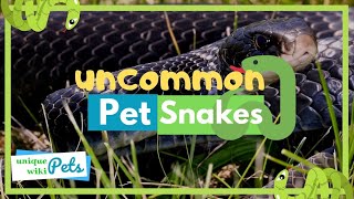 13 Uncommon Pet Snakes [upl. by Boffa275]