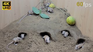 Cat TV for cats to watch mouse digging burrows in sand and squeaking 8 Hour 4k UHD [upl. by Lenka856]