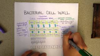 Bacterial cell wall structure [upl. by Acimak2]