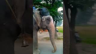 Elephant reaction 🐘short vairal elephant lion vs elephant 😱 [upl. by Cutlor]