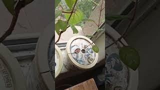 Fuchsias growing successfully indoors with semi sealed containers [upl. by Cleaves]