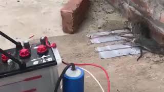 How to kill rats with 12 volts battery [upl. by Della]