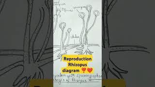 reproductions of Rhizopus zygospores botany diagram  youtubeshorts biology imp shortvideo ❤️❣️ [upl. by Mixam]