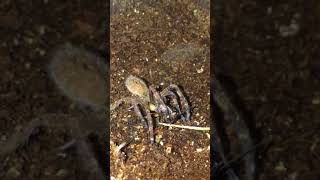 INCREDIBLE Phoneutria Fera Brazilian Wandering Spider Hunting a cricket [upl. by Etennaej120]