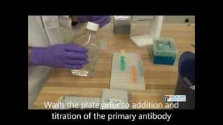 How To Perform an Indirect ELISA [upl. by Introk]