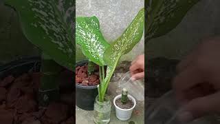 Dieffenbachia Tropic Snow Propagation for Beginners Even You Can Do It [upl. by Lewes]