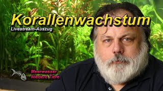 Korallen wie sie wachsen sich vermehren Vermehrungsstrategien [upl. by Katrina212]