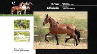 42 Rapina Carababa [upl. by Gnuhp]