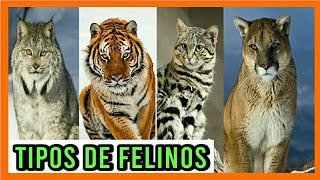 TIPOS DE FELINOS🦁 Todas las Especies de Felinos del Mundo 🐈🌎Razas de felinos 🐯 [upl. by Oremo]