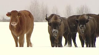 Lost cow found months later with herd of bison [upl. by Eidnahs]