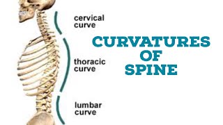 Curvatures of vertebral column [upl. by Farny42]